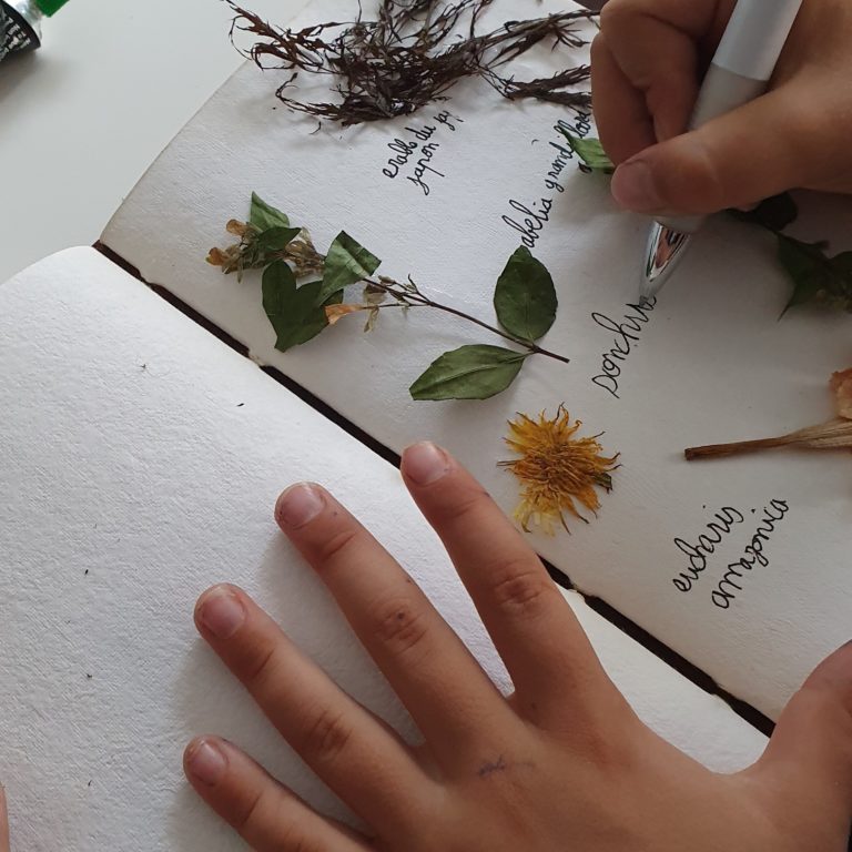 Astuce création – Réaliser un herbier avec des feuilles mortes (à partir de 5 – 10 ans)