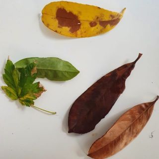 photo-feuilles-mortes-cotillons-ecoresponsables-perforeuse
